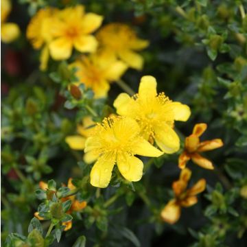 Hypericum kalmianum Gemo