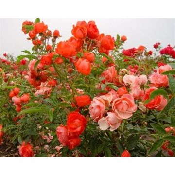 Roseira miniatura Orange Morsdag