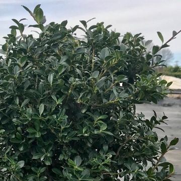 Azevinho-japonês Green Lustre - Ilex crenata