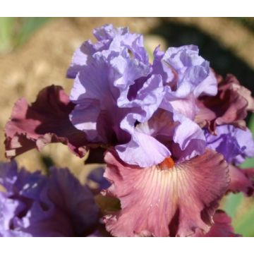 Iris germanica Adoranova