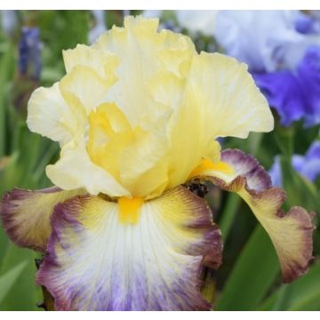 Iris germanica Above The Rim