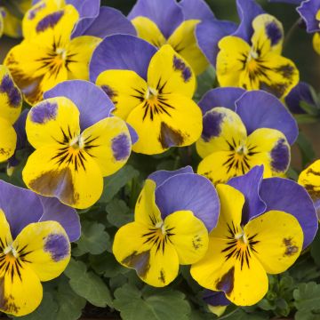 Viola cornuta Yellow Blue Jump-Up