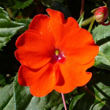 Alegria-da-casa Sunpatiens Compact Electric Orange - Impatiens