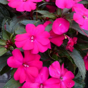 Alegria-da-casa SunPatiens Compact Purple - Impatiens