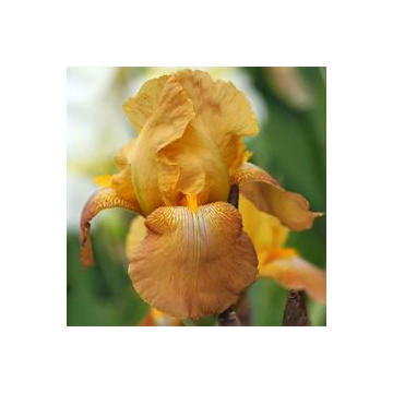 Iris germanica Casque d'Or