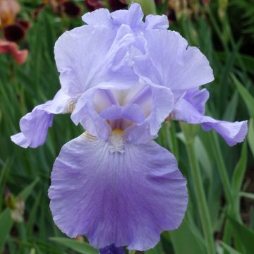 Iris germanica Harbor Blue
