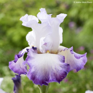 Iris germanica Pastel Printanier
