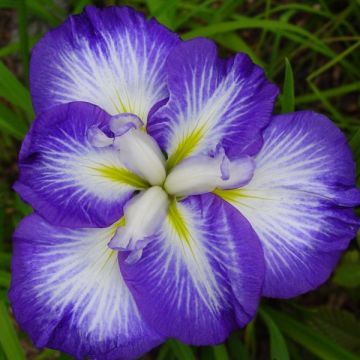 Iris ensata Gusto
