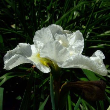 Iris sibirica Harpswell Happiness