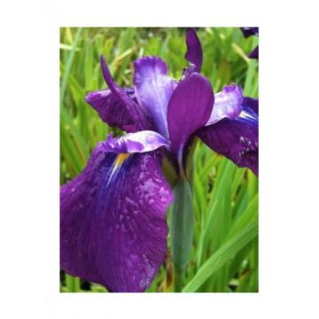 Iris ensata Sea of Amethyst