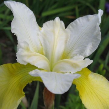 Iris sibirica Moon Silk