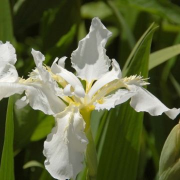 Iris sibirica Snow Queen