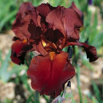 Iris germanica Vitafire