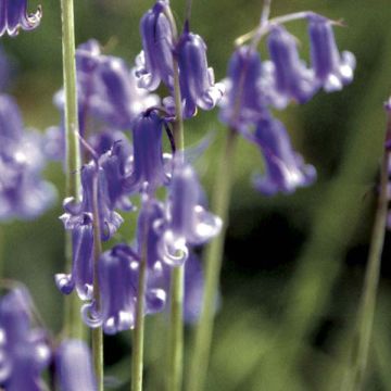 Jacinto-dos-campos - Hyacinthoides non-scripta
