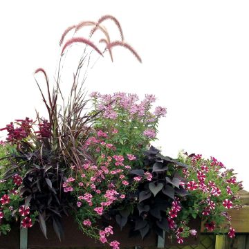 Coleção Floreira Rosa - 7 variedades de anuais