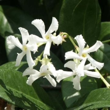 Trachelospermum jasminoides - Jasmim de leite