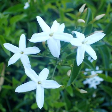 Jasminum azoricum