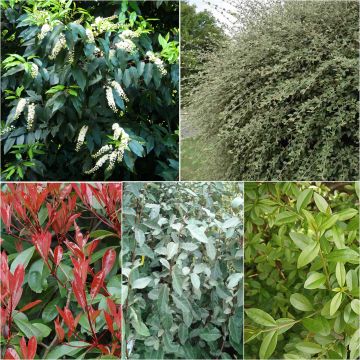 Kit 10 m de sebe perene Kit 10 m de sebe perene