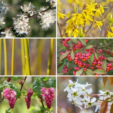 Kit de sebe das 4 estações Eco