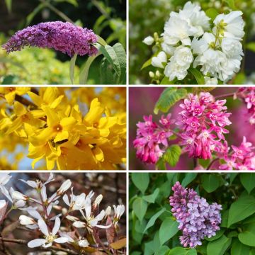 Kit de sebe florida Eco