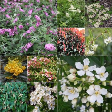 Kit de Sebe Melífera Ecológica