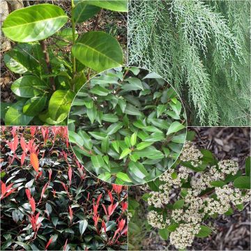 Kit de Sebe Persistente Variada Ecológica