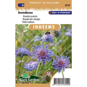 Knautia arvensis em sementes