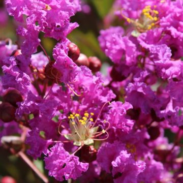 Árvore-de-júpiter Terre Chinoise - Lagerstroemia indica
