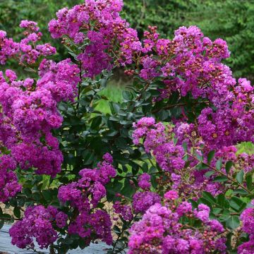 Árvore-de-júpiter Violet d'Eté indyvio - Lagerstroemia indica