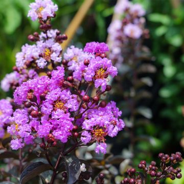 Árvore-de-júpiter Black Diamond Lavender Lace - Lagerstroemia indica