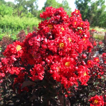 Árvore-de-júpiter Black Solitaire Red Hot - Lagerstroemia indica