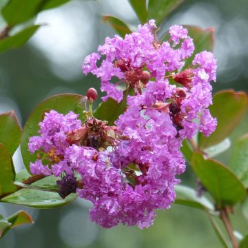 Árvore-de-júpiter Petite Canaille mauve - Lagerstroemia indica