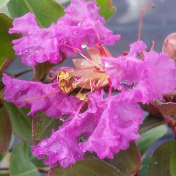 Árvore-de-júpiter Summer Beauty Centennial - Lagerstroemia indica