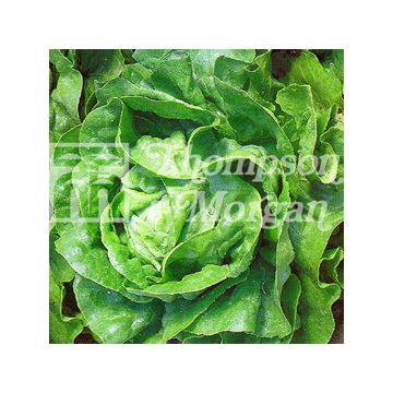 Alface repolho Arctic King