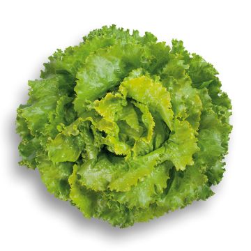 Alface batávia loura Décision Bio plantas joivns