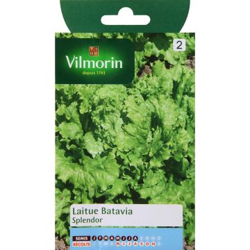 Alface-batavia Splendor Vilmorin