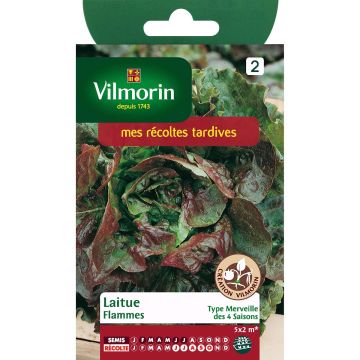 Alface-repolhuda Flammes Vilmorin