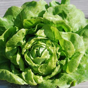 Alface-repolhuda Gotte à Graine Noire - Ferme de Sainte Marthe Bio