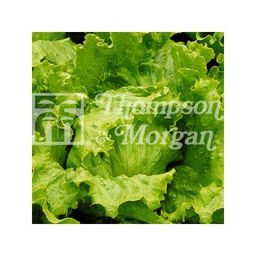 Alface batávia Lakeland