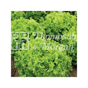 Alface batávia Lettony