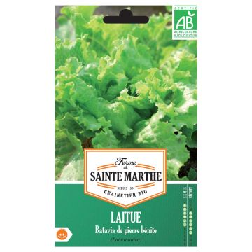 Laitue pommée Reine de Mai de pleine terre Bio - Ferme de Sainte Marthe