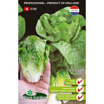 Alface romana Pinilla Little Gem sementes