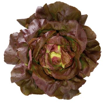 Alface vermelha Jerrican Bio plantas jovens