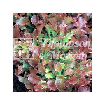 Alface para cortar Riccia Rossa da Taglio