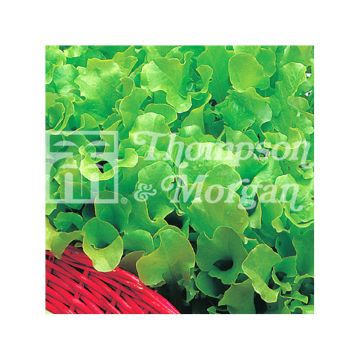 Alface para cortar Riccia Verde da Taglio