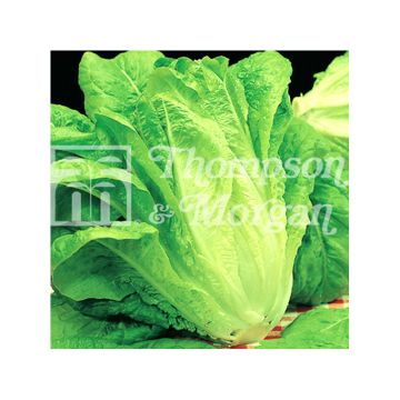 Alface-romana Bionda Lenta a Montare