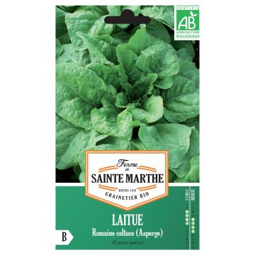 Alface Romana Celtuce - Ferme de Sainte Marthe Bio
