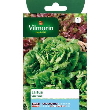 Alface Manteiga Sucrine Vilmorin