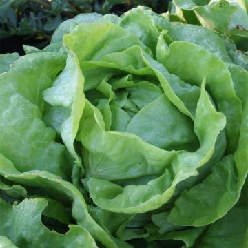 Alface repolhuda Sylvesta - Ferme de Sainte Marthe Bio