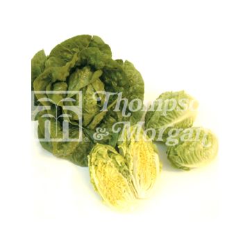 Alface-romana Tantan